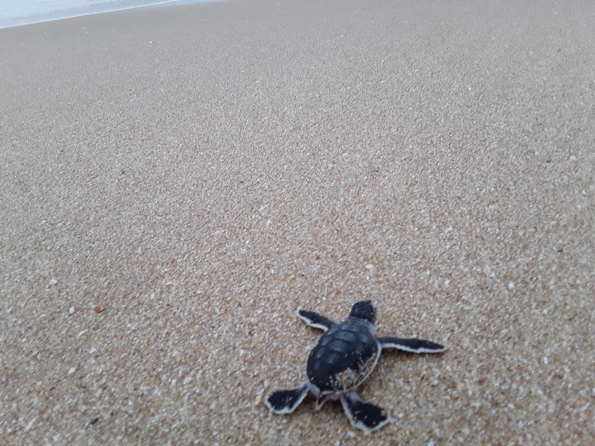 Green turtle Tangalle Buitenkant foto